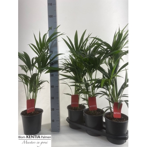 HOWEA FORSTERIANA