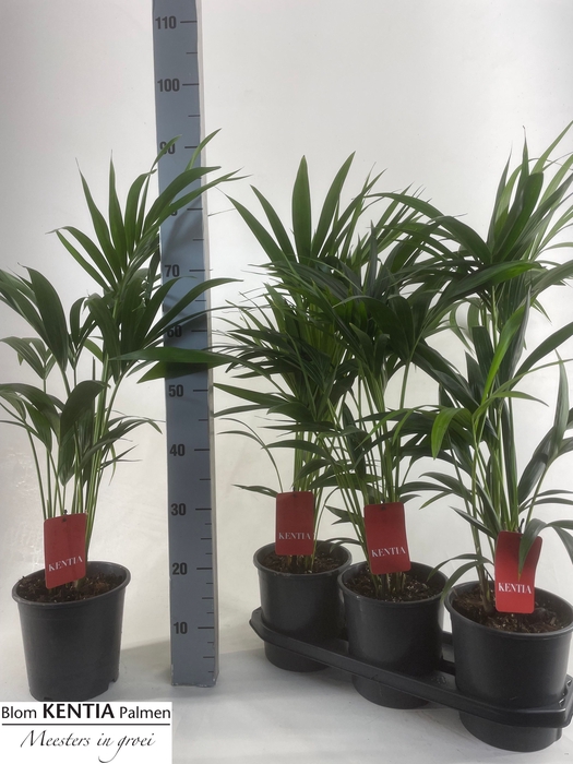 HOWEA FORSTERIANA