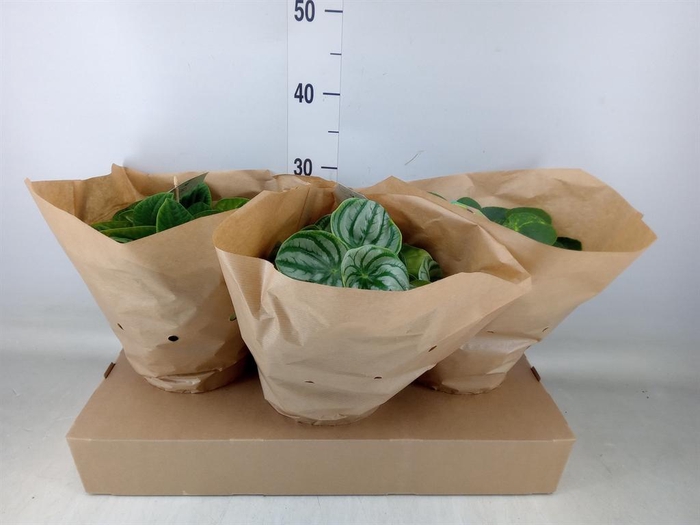 <h4>Peperomia   ...mix</h4>