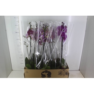 PHALAENOPSIS MIX P12