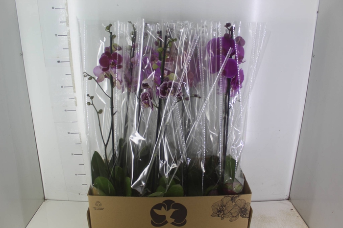 <h4>PHALAENOPSIS MIX P12</h4>