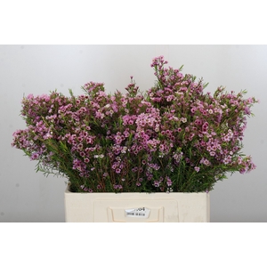 Chamelaucium Kerryn