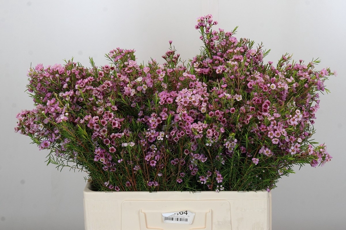Chamelaucium Kerryn