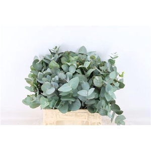 EUCA CINEREA 45 CM P STEM