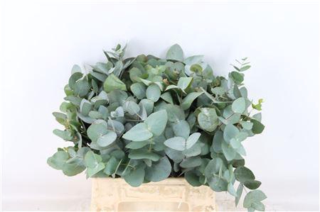 <h4>EUCA CINEREA 45 CM P STEM</h4>