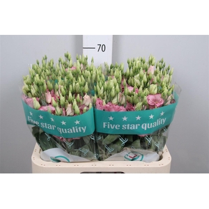 Eus G Lisanne L Pink