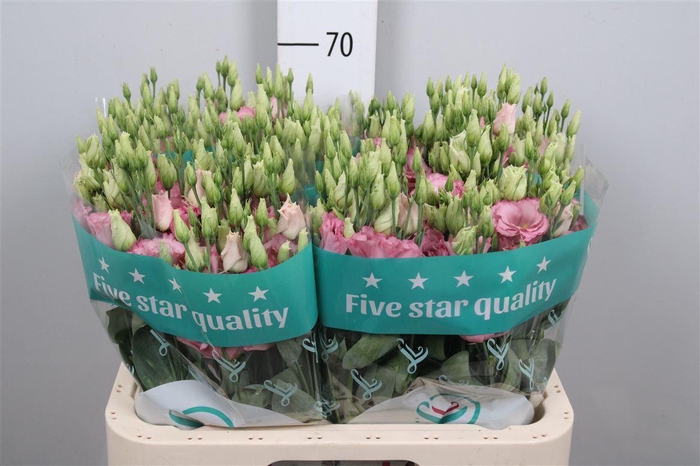 <h4>Eus G Lisanne L Pink</h4>