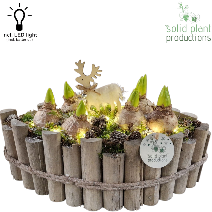 <h4>HH006 Napoli Grey Large Hyacint + LED</h4>