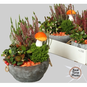 ARR TUINPLANTEN