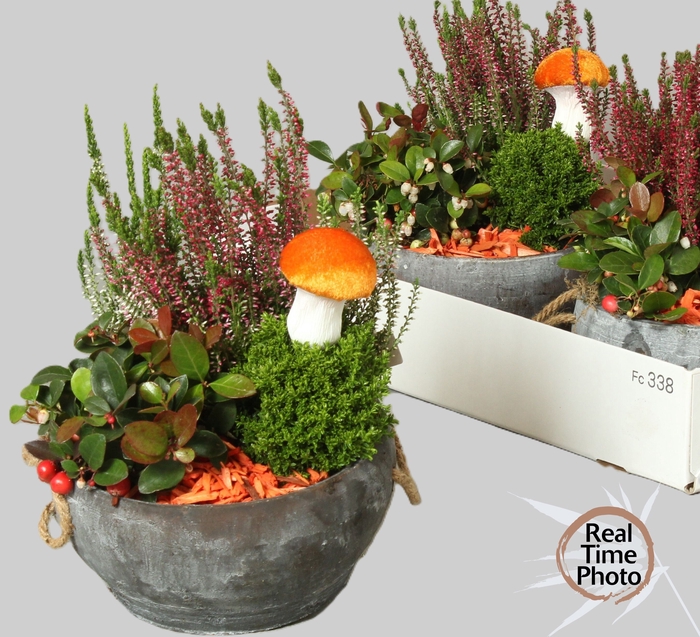 <h4>ARR TUINPLANTEN</h4>