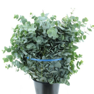 Euca Cinerea 400gram Premium France