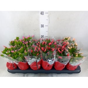 Schlumbergera   ...mix 3
