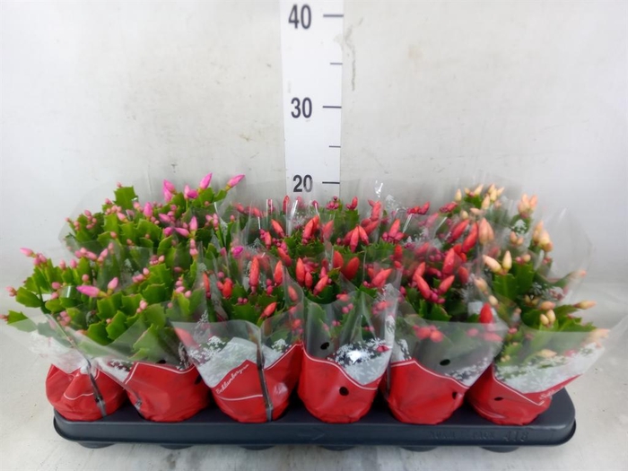 <h4>Schlumbergera   ...mix 3</h4>