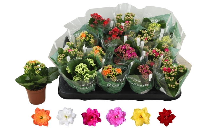 <h4>KAL GE RO GEM 6 KL</h4>