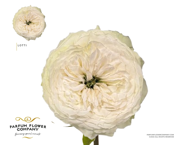 <h4>Rosa Garden Lotti</h4>