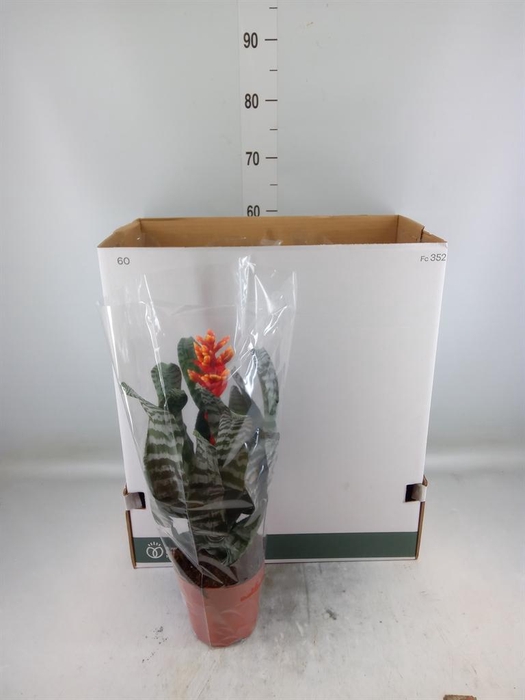 <h4>Aechmea   ...</h4>