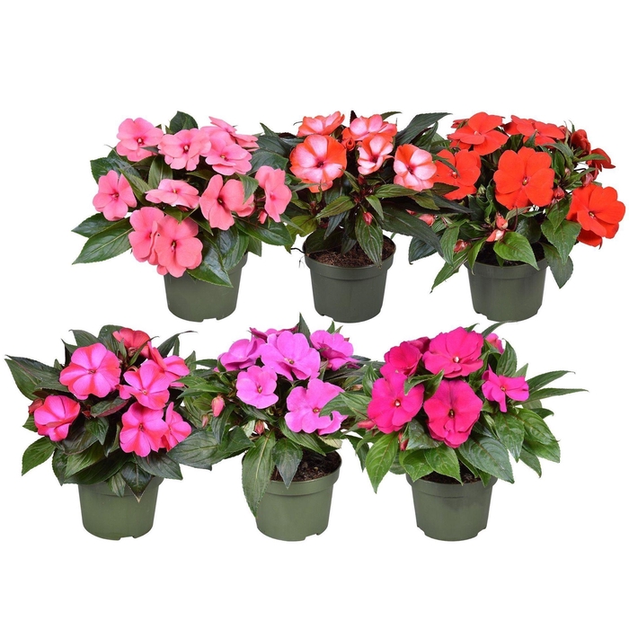 <h4>Impatiens NG Tamarinda mixkar</h4>