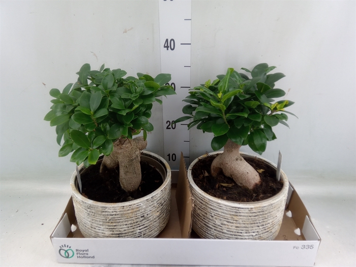 <h4>Ficus microcarpa 'Ginseng'</h4>