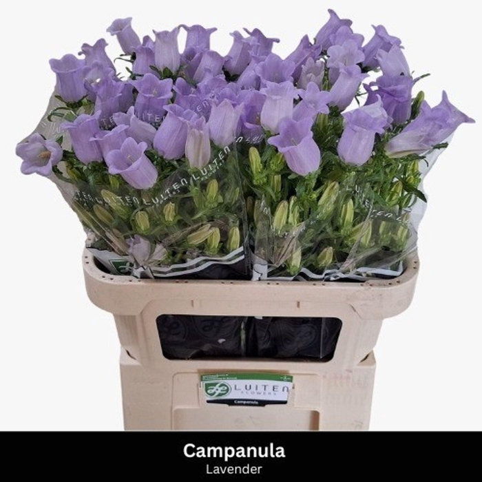 <h4>CAMPANULA MEDIUM 'CHAMPION LAVENDE'</h4>