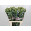 Oxypetalum Tweedia Blue