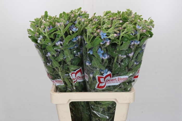 Oxypetalum Tweedia Blue