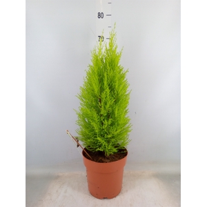 Cupressus macro. 'Goldcrest Wilma'
