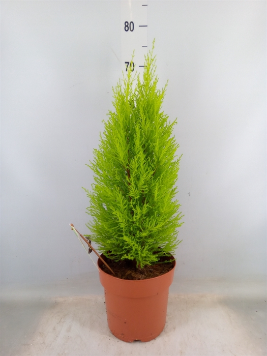 <h4>Cupressus macro. 'Goldcrest Wilma'</h4>