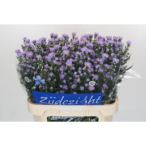 Aster Cassandra