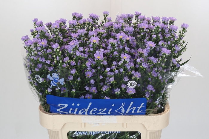 Aster Cassandra