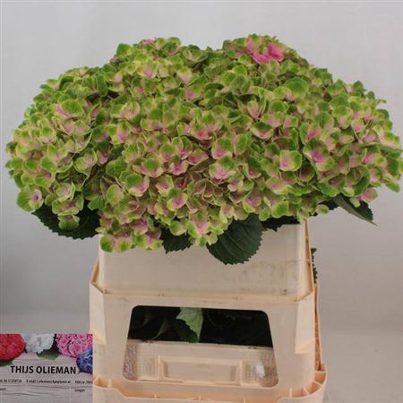 <h4>Hydr M Mag Amethyst 80cm</h4>