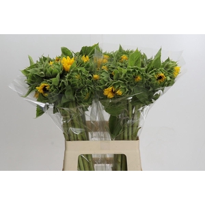 Helianthus Orange Fire