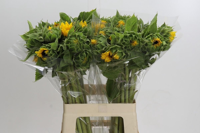 <h4>Helianthus Orange Fire</h4>