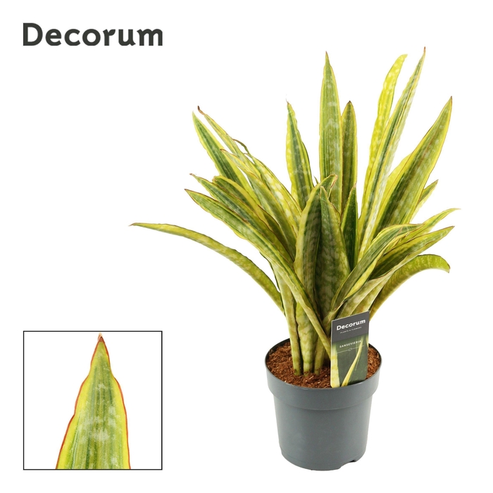 <h4>Sansevieria Aubrytiana 14 cm Lauren (Decorum)</h4>