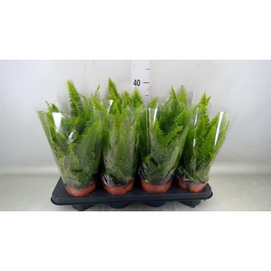 Nephrolepis exal. 'Green Lady'