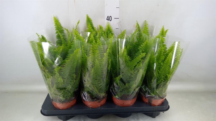 <h4>Nephrolepis exal. 'Green Lady'</h4>