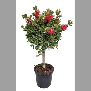 CALLISTEMON CITRINUS