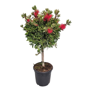 CALLISTEMON CITRINUS