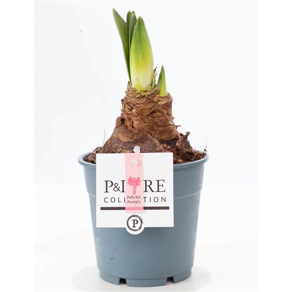 <h4>Hippeastrum pink P&PURE Collection</h4>