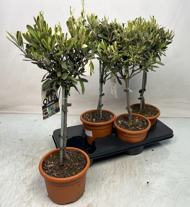 <h4>OLEA EUROPAEA</h4>