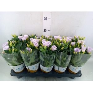 Eustoma russ. EN 'Carmen Ivory'