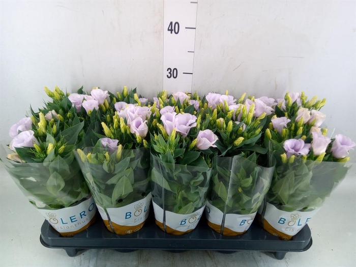 <h4>Eustoma russ. EN 'Carmen Ivory'</h4>