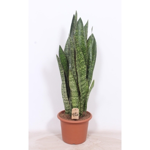 Sansevieria Jiboia