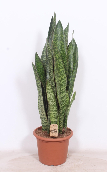 <h4>Sansevieria Jiboia</h4>