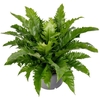 Asplenium antiquum Gioia