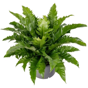 Asplenium antiquum Gioia