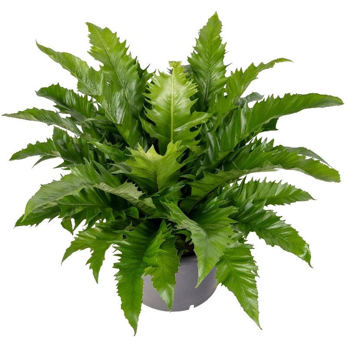 <h4>Asplenium antiquum Gioia</h4>