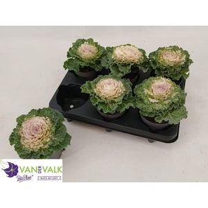 BRASSICA (SIERKOOL)