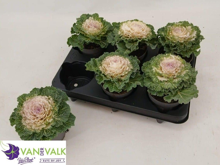 <h4>BRASSICA (SIERKOOL)</h4>