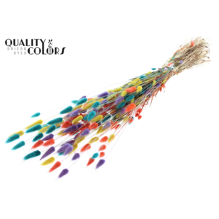 <h4>Lagurus per bunch Colourful 5</h4>