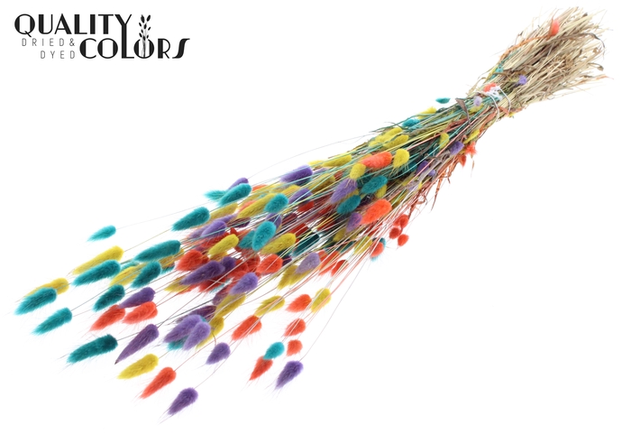 <h4>Lagurus per bunch Colourful 5</h4>